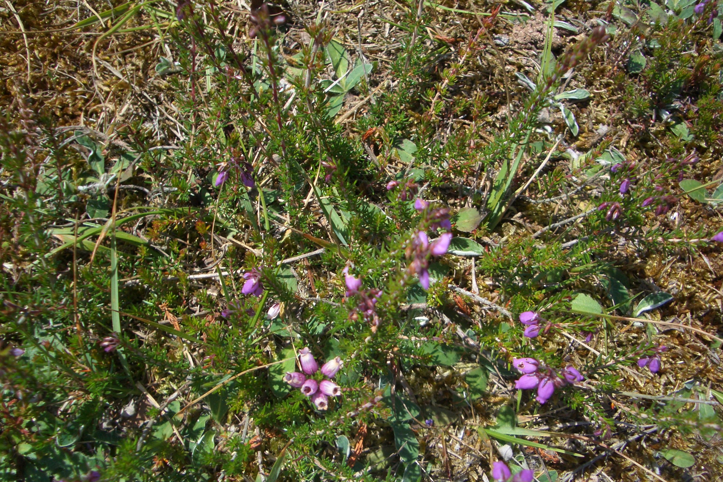 New Forest heather